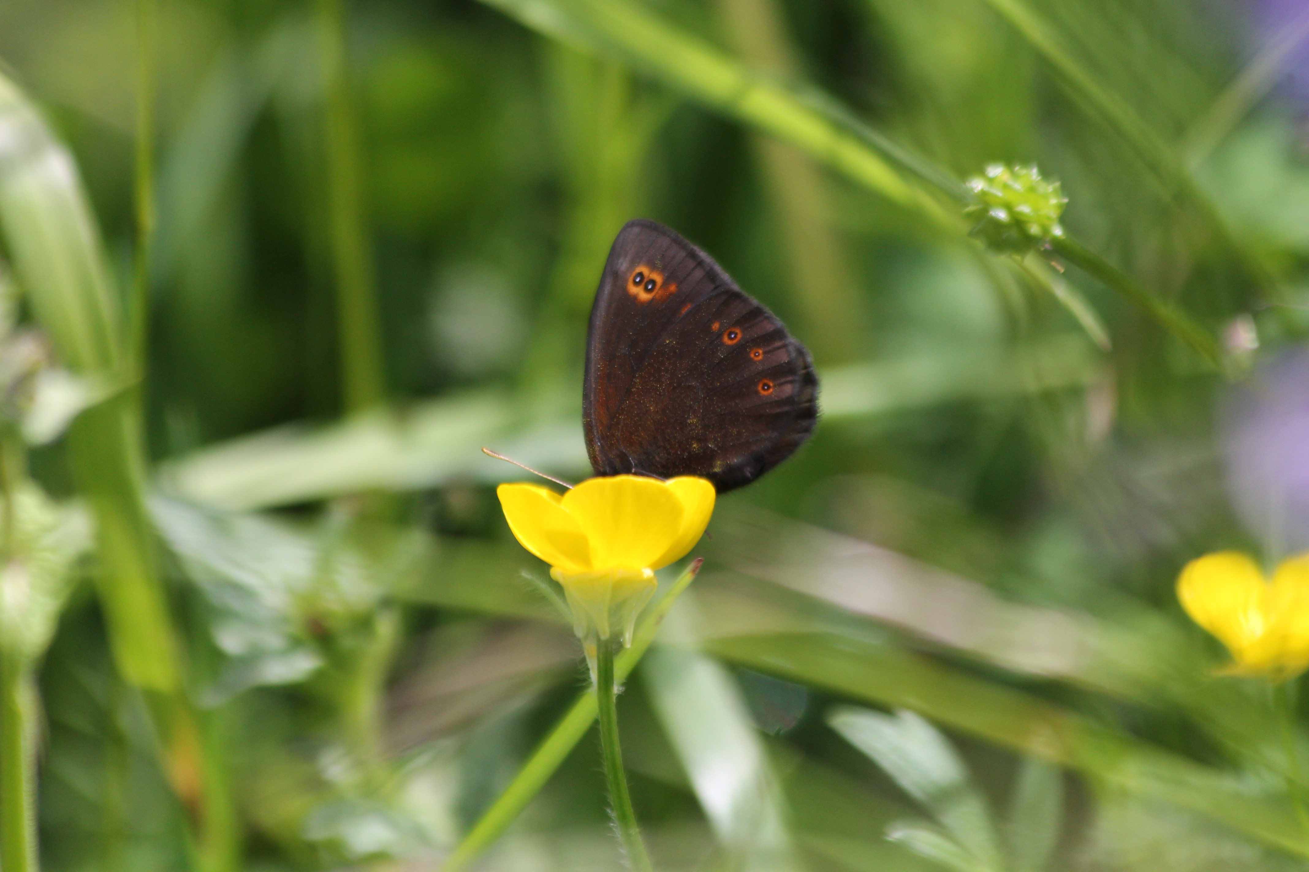 Erebia medusa